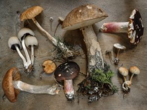 5 Health Benefits of Mushrooms
